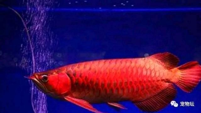 怎么看小紅龍魚鱗片發(fā)色 怎么看小紅龍魚鱗片發(fā)色 龍魚百科 第5張