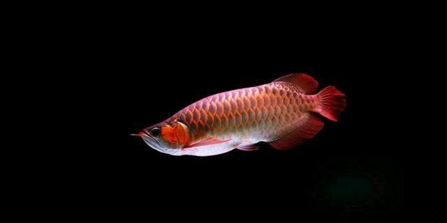 怎么看小紅龍魚鱗片發(fā)色 怎么看小紅龍魚鱗片發(fā)色 龍魚百科 第4張