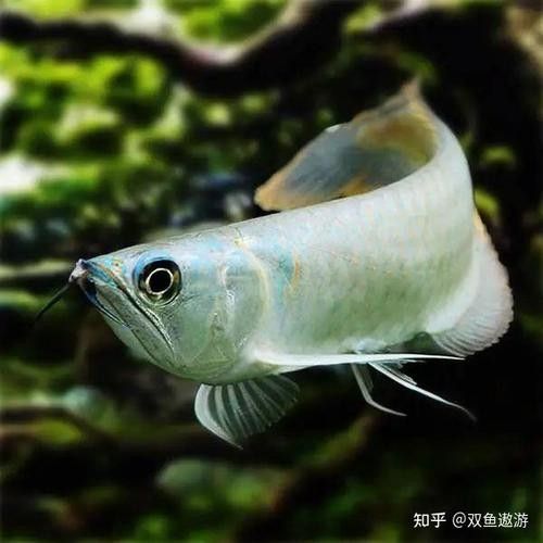 銀龍魚放生的后果圖片