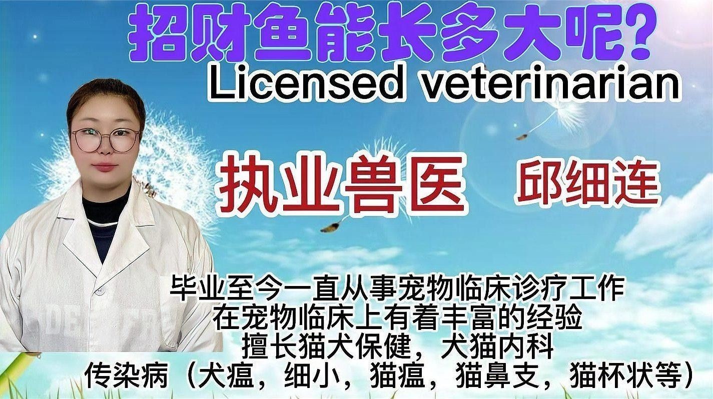 銀龍魚放生的后果圖片