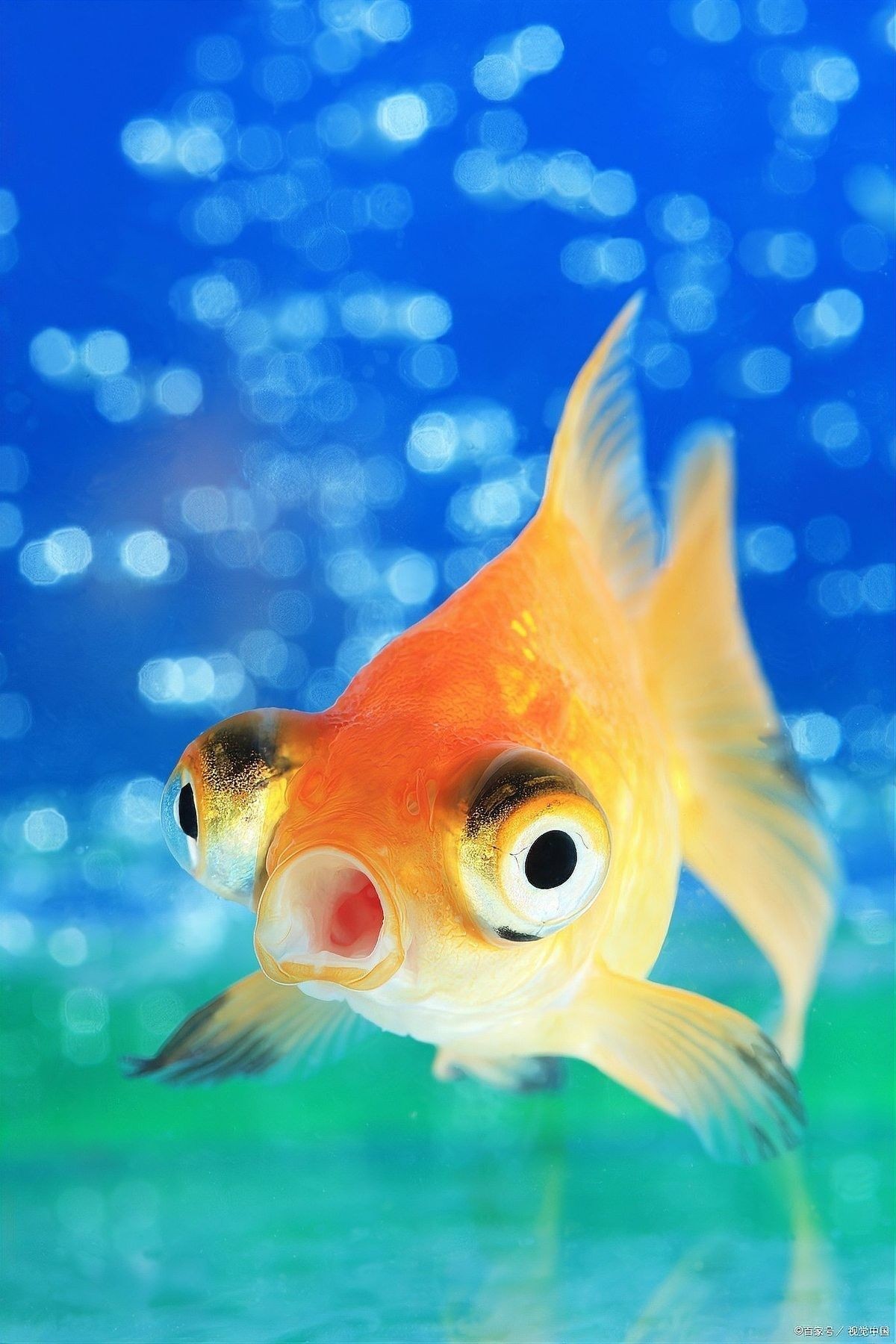 銀龍魚放生的后果圖片