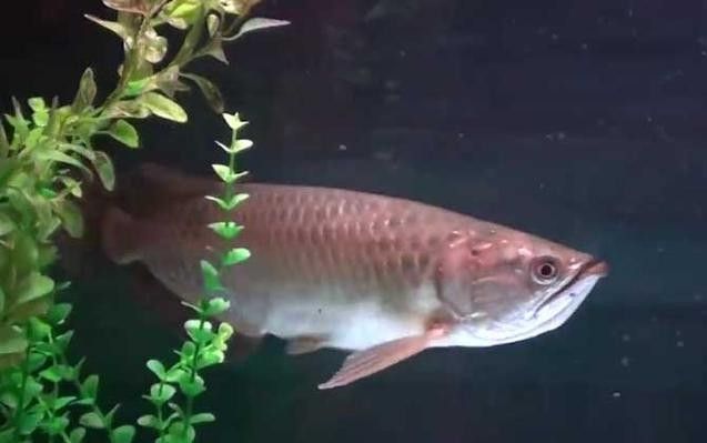 銀龍魚最愛吃什么食物圖片