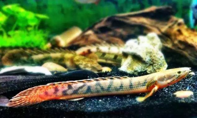 龍魚組合