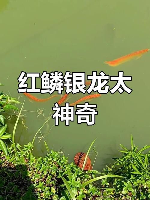銀龍魚和紅龍魚的區別圖片
