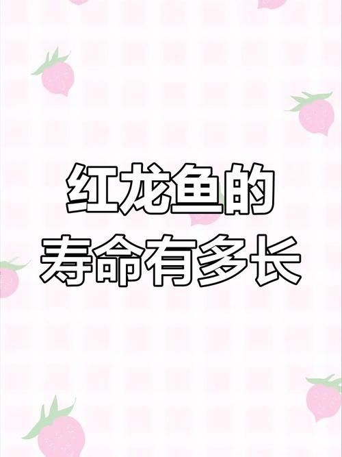 銀龍魚和紅龍魚的區別圖片