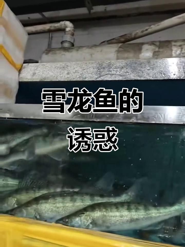 龍魚都喂什么食物：龍魚喂食頻率如何掌握龍魚肥胖預防措施龍魚換水操作指南
