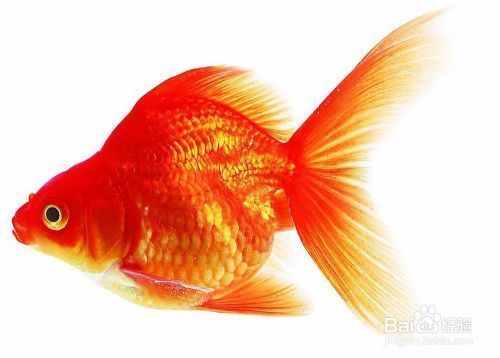 可麗愛和彩蝶魚缸哪個好一點（彩蝶魚缸價格可麗愛魚缸加高款式特點彩蝶售后服務具體案例）