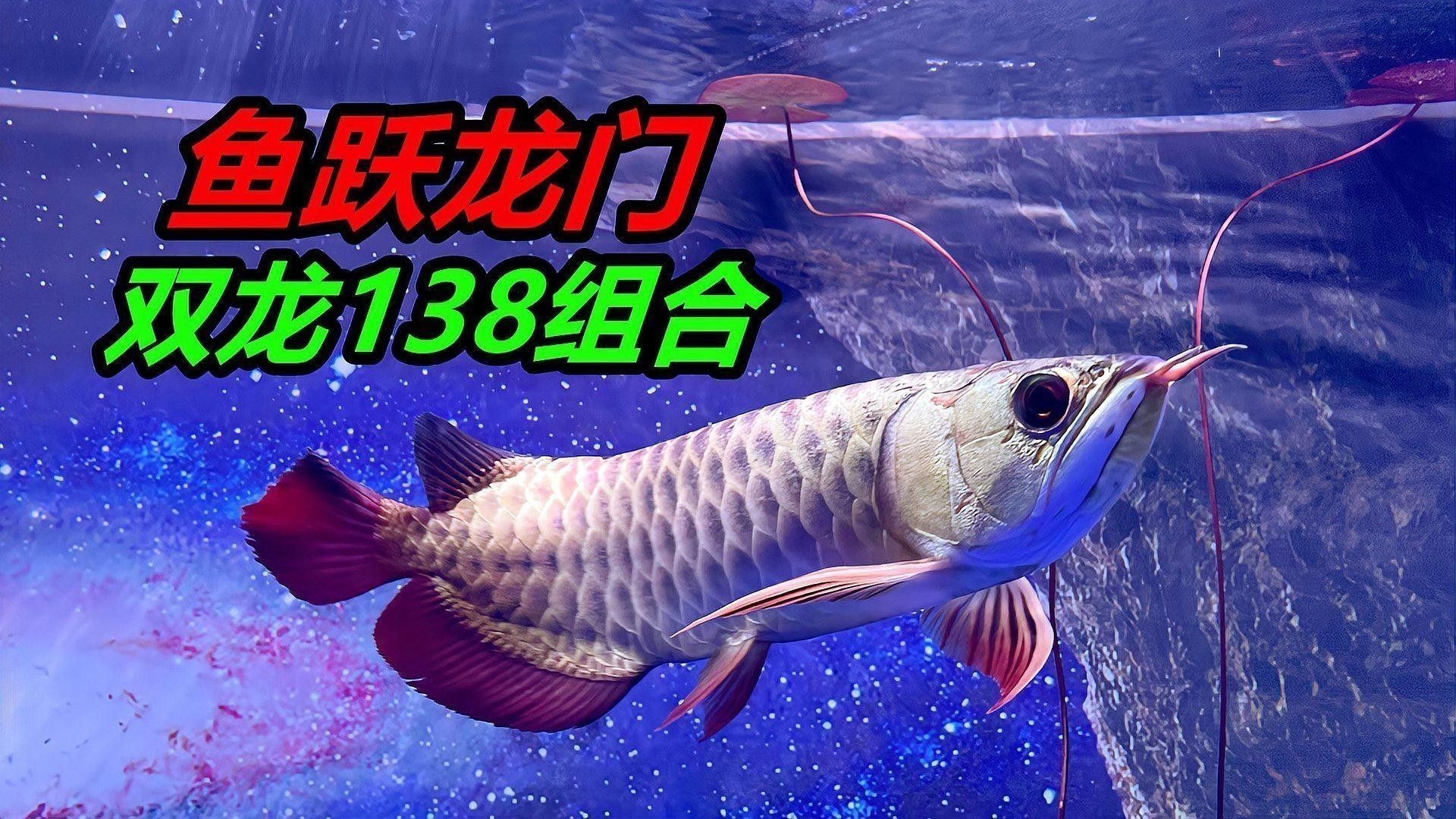 龍魚翹頭垂尾