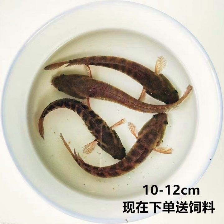 雷龍魚哪里有賣的啊