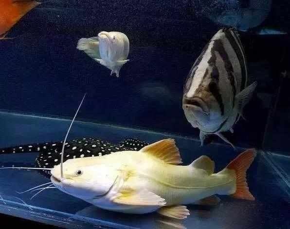 龍魚可以和哪些魚混養呢圖片