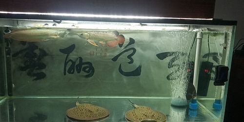 龍魚可以和哪些魚混養呢圖片