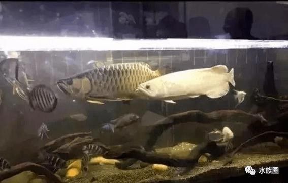 龍魚可以和哪些魚混養呢圖片