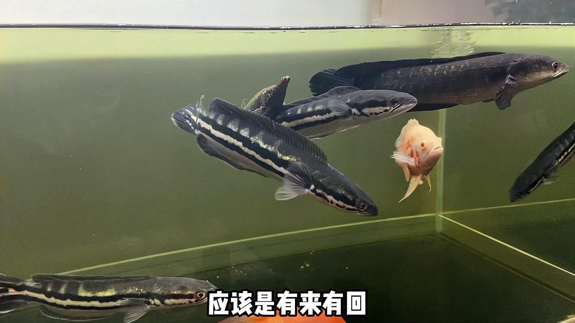 黑魔神雷龍魚種類