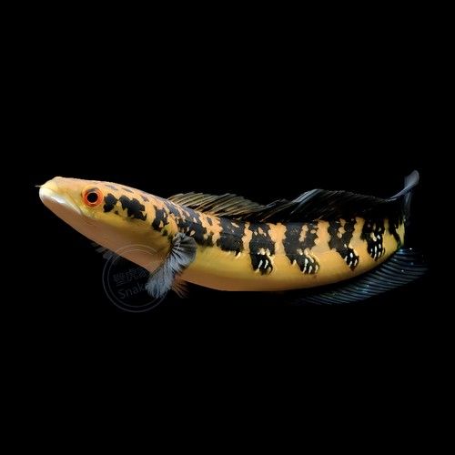 黑魔神雷龍魚種類