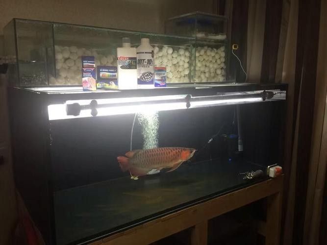 龍魚沉在水底怎么回事兒圖片