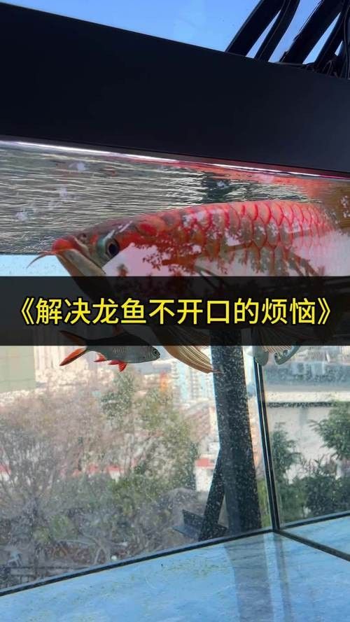 龍魚沉在水底怎么回事兒圖片