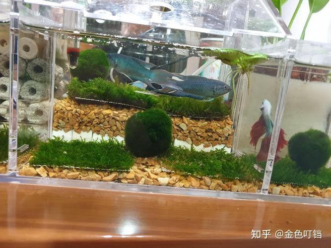 龍魚沉在水底怎么回事兒圖片