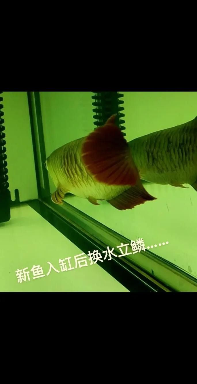 龍魚沉在水底怎么回事兒圖片