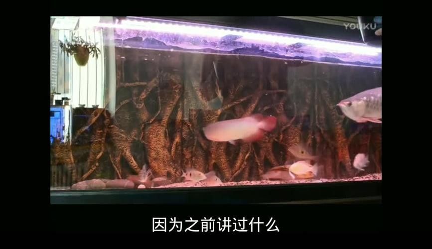 龍魚吃什么發色好看 龍魚吃什么發色好看 龍魚百科 第1張