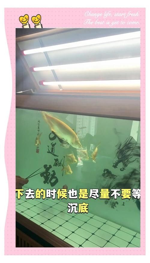 龍魚吃什么發色好看 龍魚吃什么發色好看 龍魚百科 第2張
