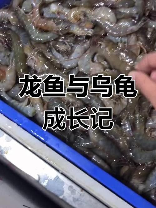 龍魚吃什么發色好看 龍魚吃什么發色好看 龍魚百科 第6張