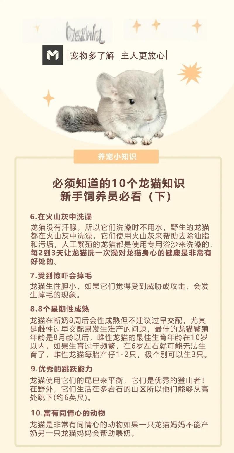 龍貓繁殖的最佳年齡是多少？