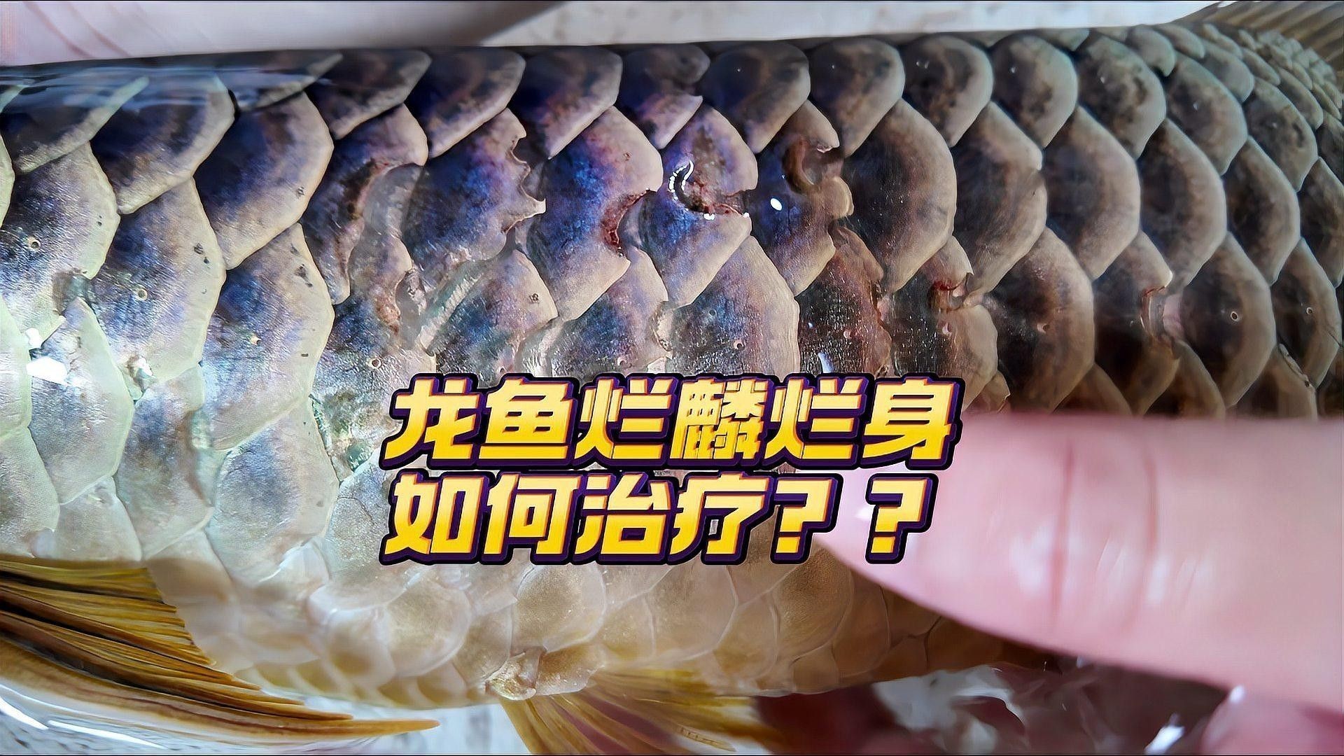 銀龍魚爛鱗怎么治療視頻教學大全 銀龍魚爛鱗怎么治療視頻教學大全 龍魚百科 第3張