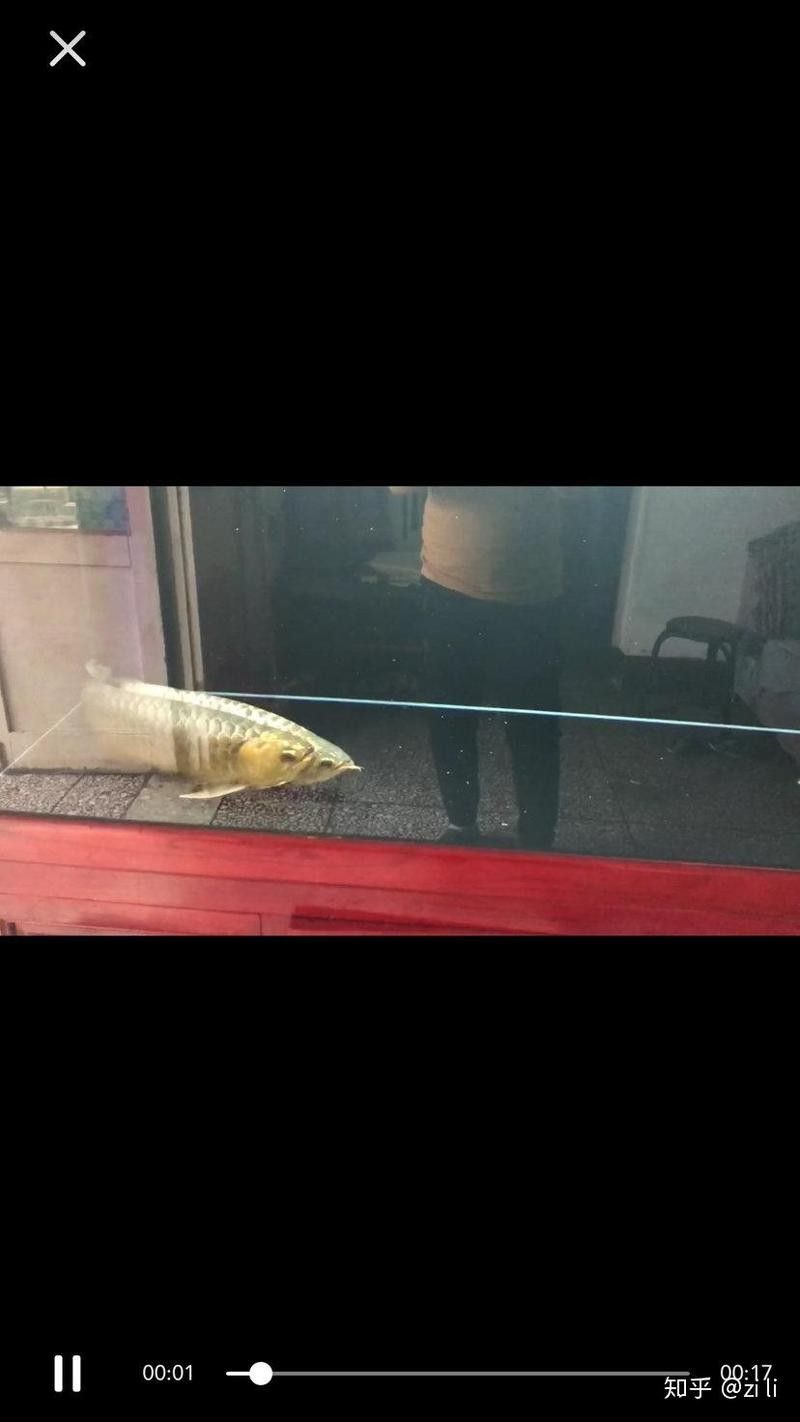 龍魚憋卵后如何護理？