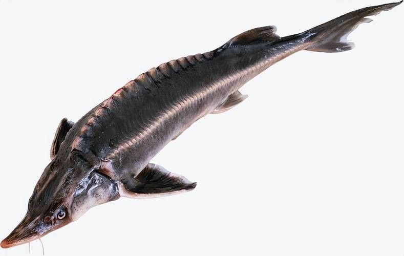 鱘龍魚圖片中華鱘