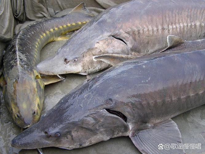鱘龍魚圖片中華鱘
