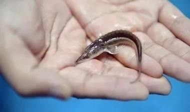 鱘龍魚圖片中華鱘