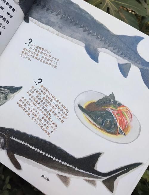 鱘龍魚圖片中華鱘
