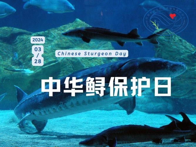 鱘龍魚圖片中華鱘