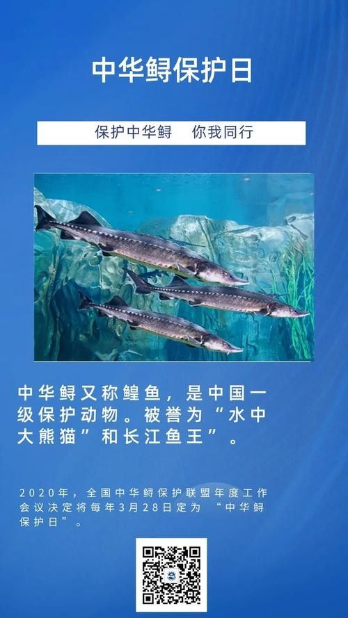鱘龍魚圖片中華鱘
