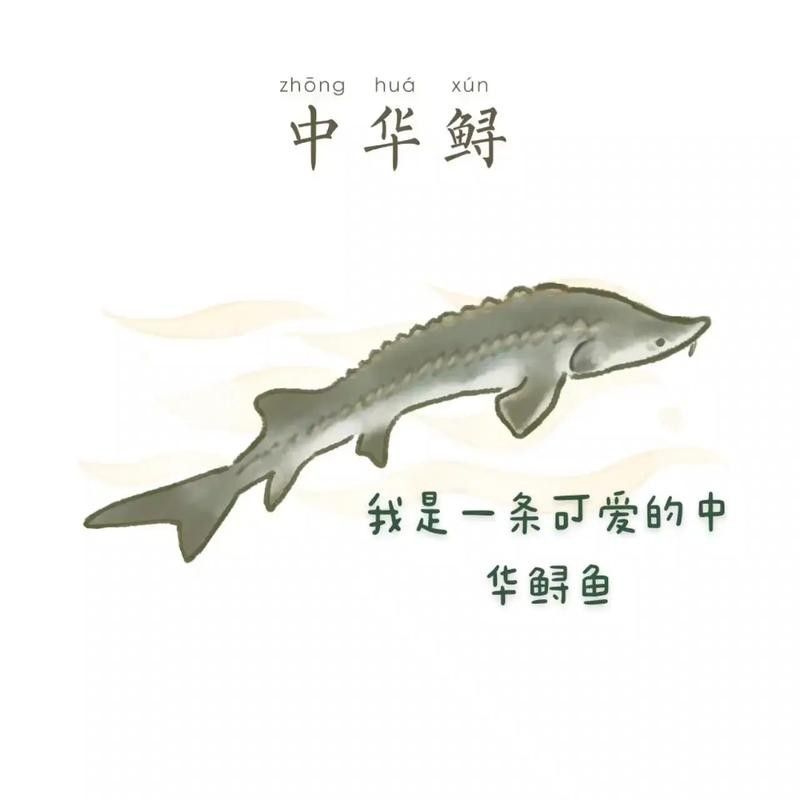 鱘龍魚圖片中華鱘