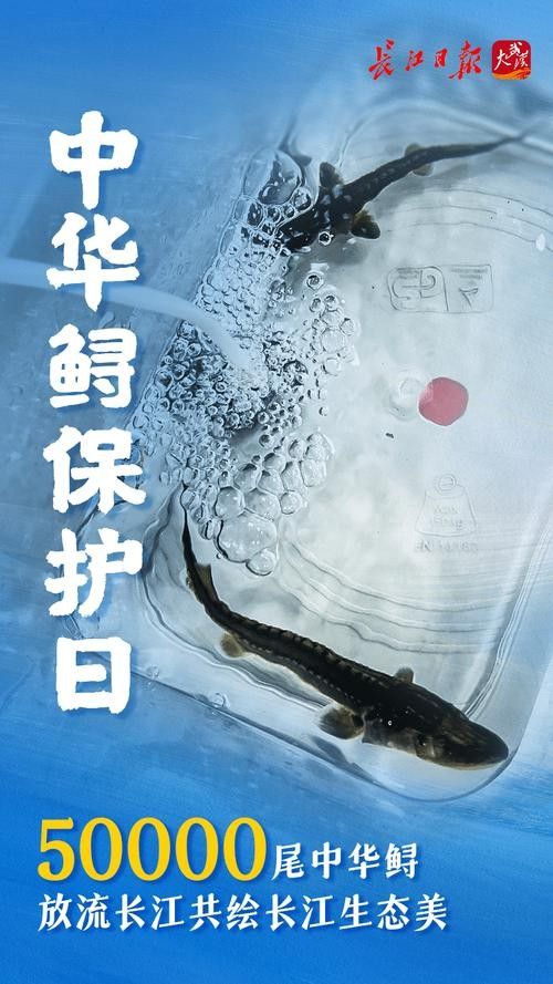 鱘龍魚圖片中華鱘