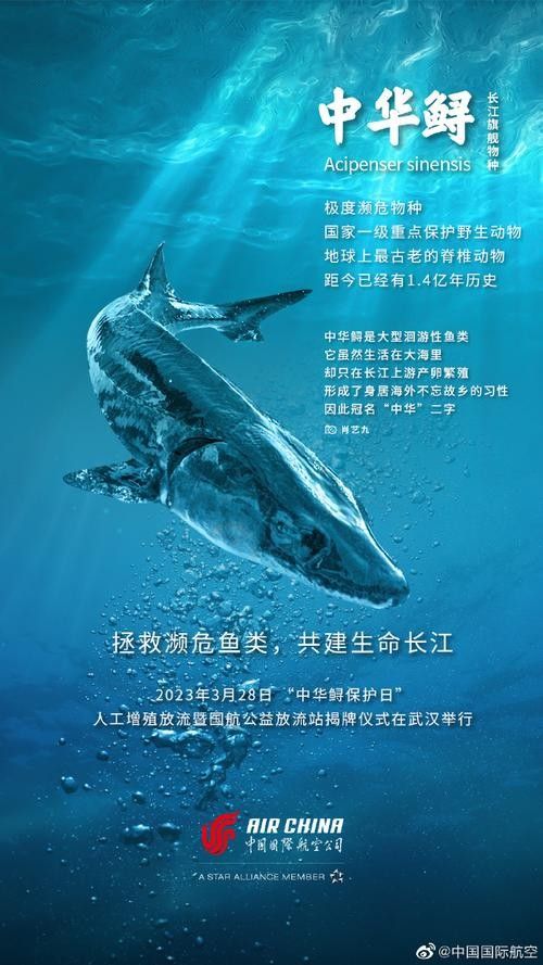 鱘龍魚圖片中華鱘