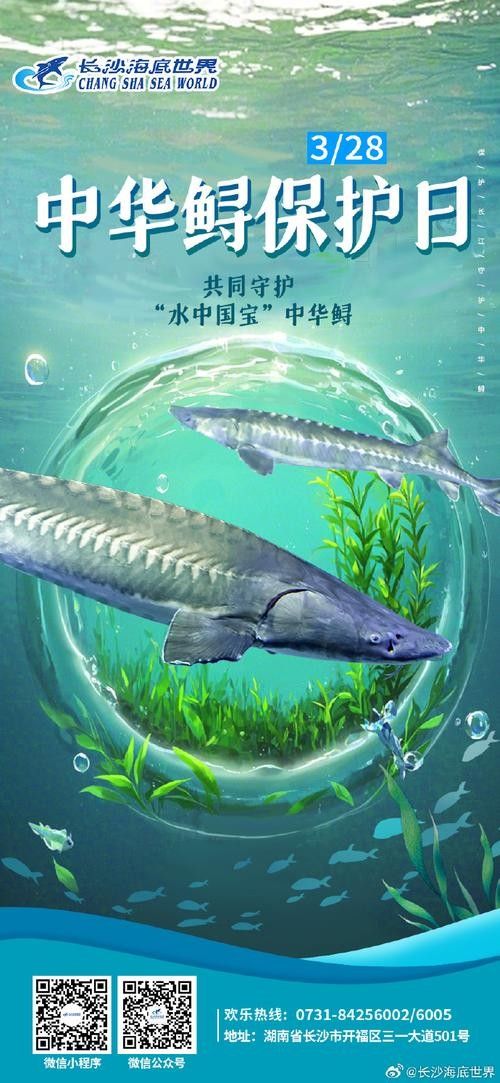 鱘龍魚圖片中華鱘