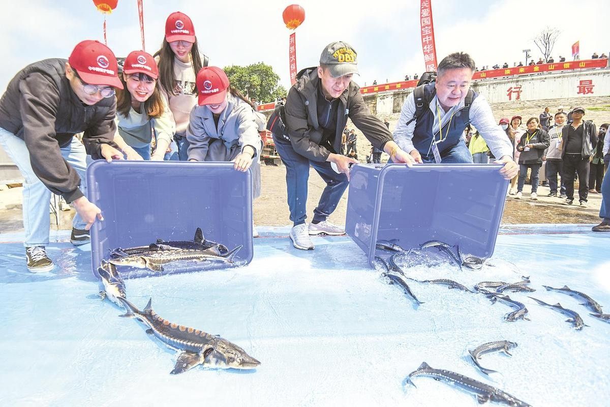 鱘龍魚圖片中華鱘