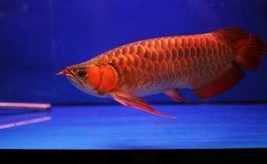 金龍魚顏色淺怎么回事啊