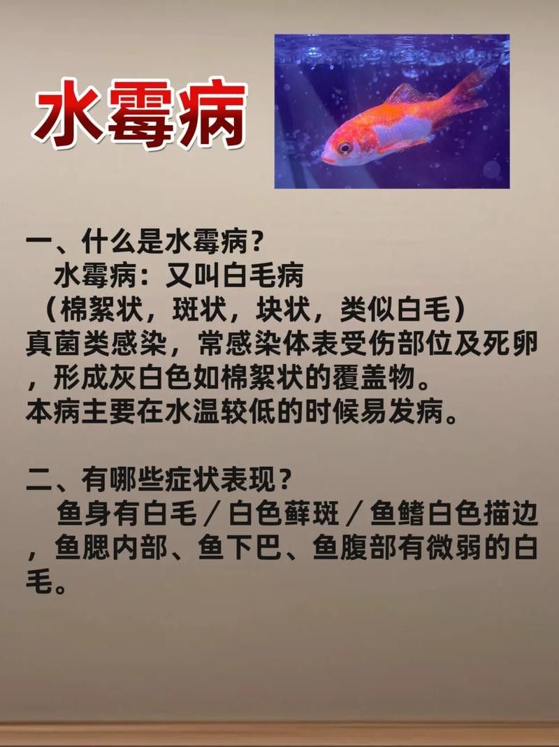 龍魚身上有白色絮狀物怎么辦圖片