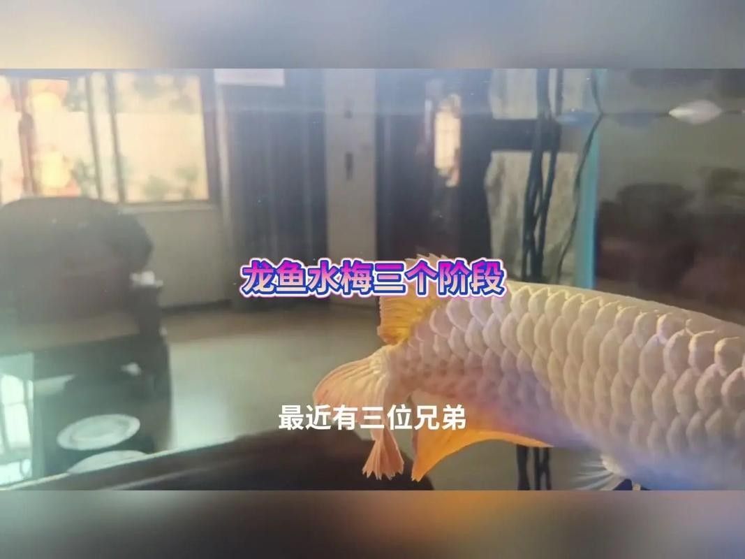 龍魚身上有白色絮狀物怎么辦圖片
