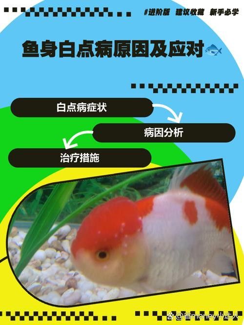 龍魚身上有白色絮狀物怎么辦圖片