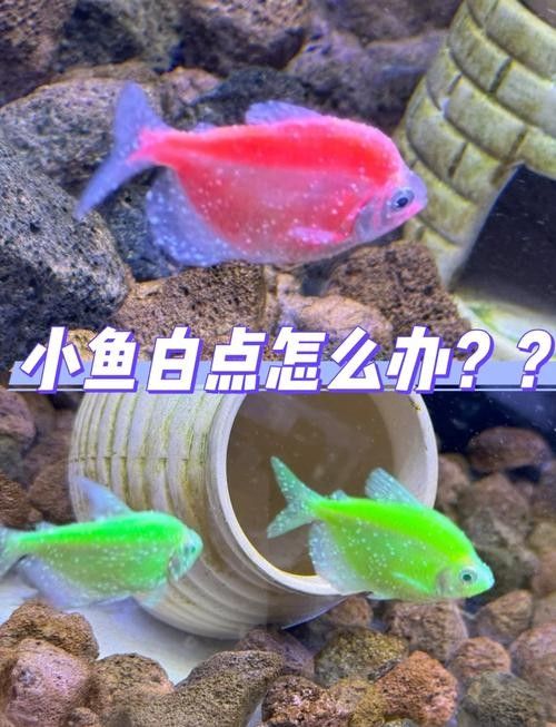 龍魚身上有白色絮狀物怎么辦圖片