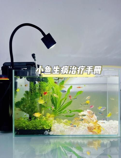龍魚身上有白色絮狀物怎么辦圖片