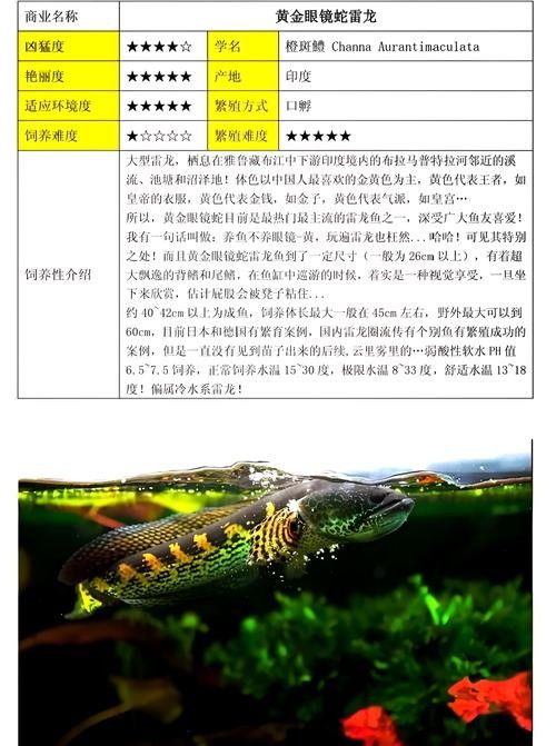 雷龍魚有幾種類型圖片