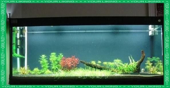 銀龍魚魚鱗潰爛了可以總高錳酸鉀嗎