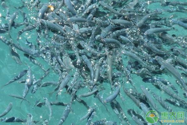龍魚(yú)高背和過(guò)背的區(qū)別圖解