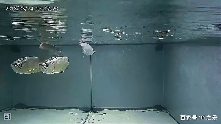 龍魚專用燈是多少伏的電壓的呢