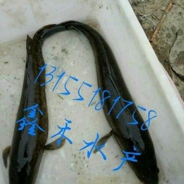 黑龍魚一條多少錢一斤 黑龍魚一條多少錢一斤 龍魚百科 第2張